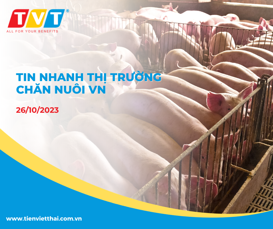 Tin nhanh thị trường chăn nuôi tại Việt Nam trong ngày hôm nay 26/10/2023.