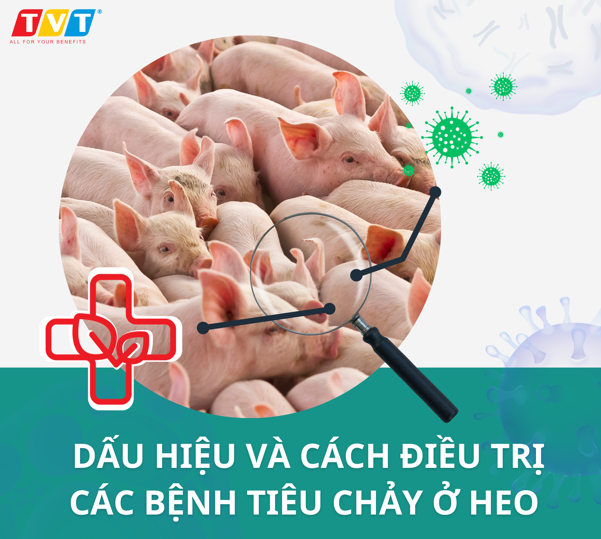 DẤU HIỆU VÀ CÁCH TRỊ CÁC BỆNH TIÊU CHẢY Ở HEO THỊT