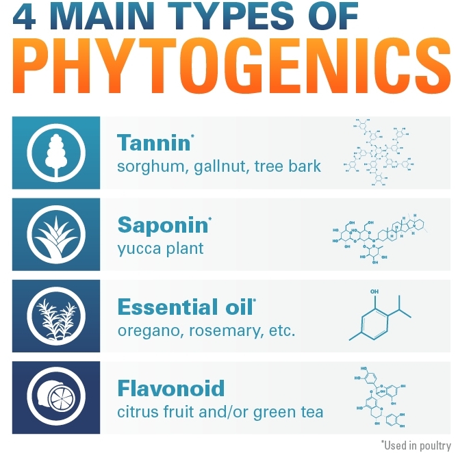 PHYTOGENICS: CHẤT THAY THẾ KHÁNG SINH TRONG CHĂN NUÔI