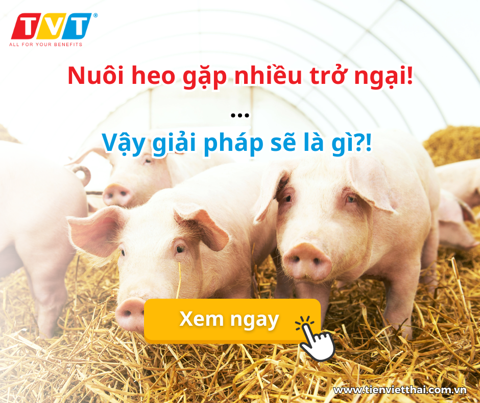 Nuôi heo gặp nhiều trở ngại! Đâu là giải pháp!!?