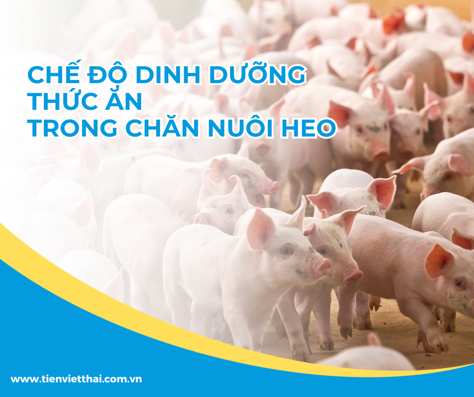 Tối ưu hóa hàm lượng vitamin trong khẩu phần ăn của lợn