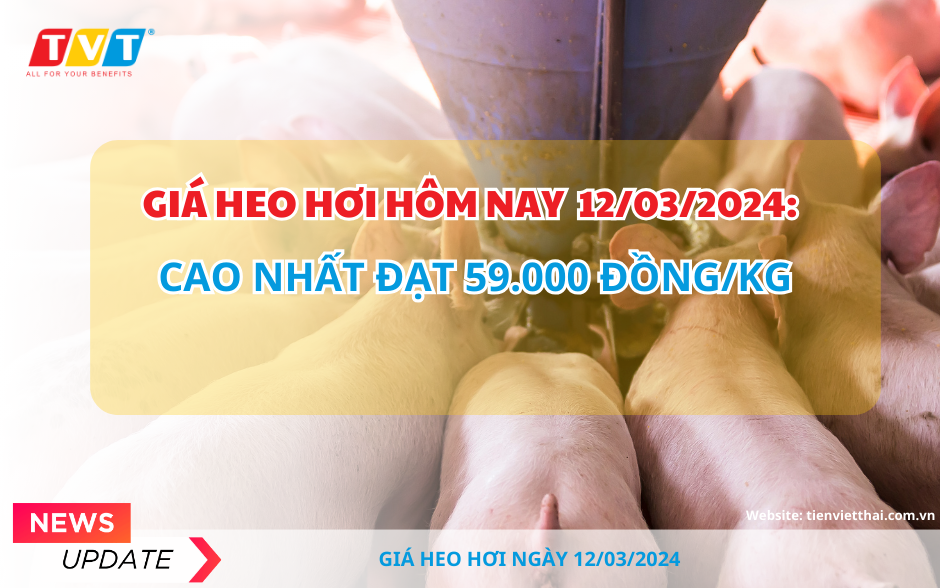 Giá heo hơi hôm nay 12/03/2024: Mức giá cao nhất ghi nhận 59.000 đồng/kg.