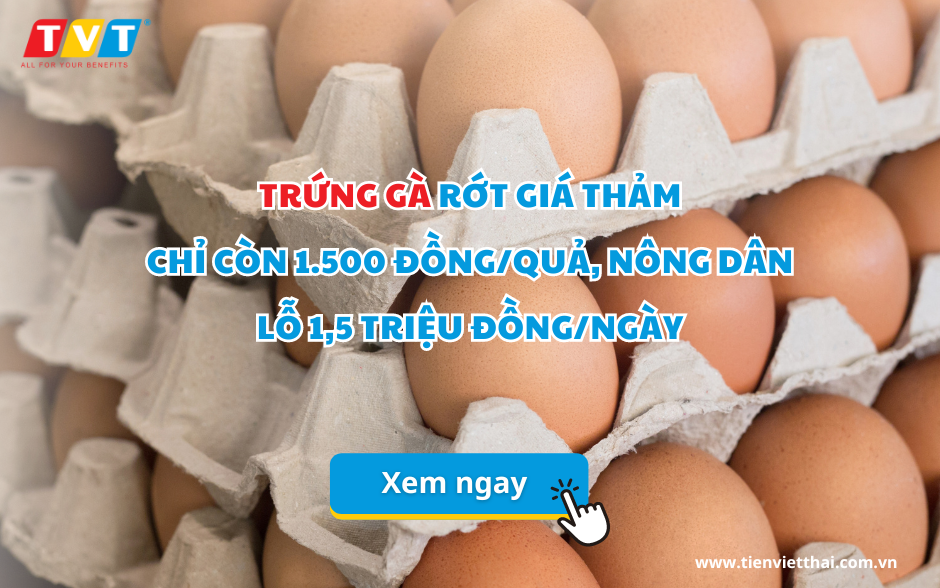 Trứng gà rớt giá thảm chỉ còn 1.500 đồng/quả, nông dân lỗ 1,5 triệu đồng/ngày