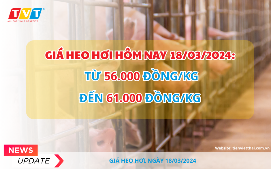 Giá heo hơi hôm nay 18/3: từ 56.000 đồng/kg đến 61.000 đồng/kg