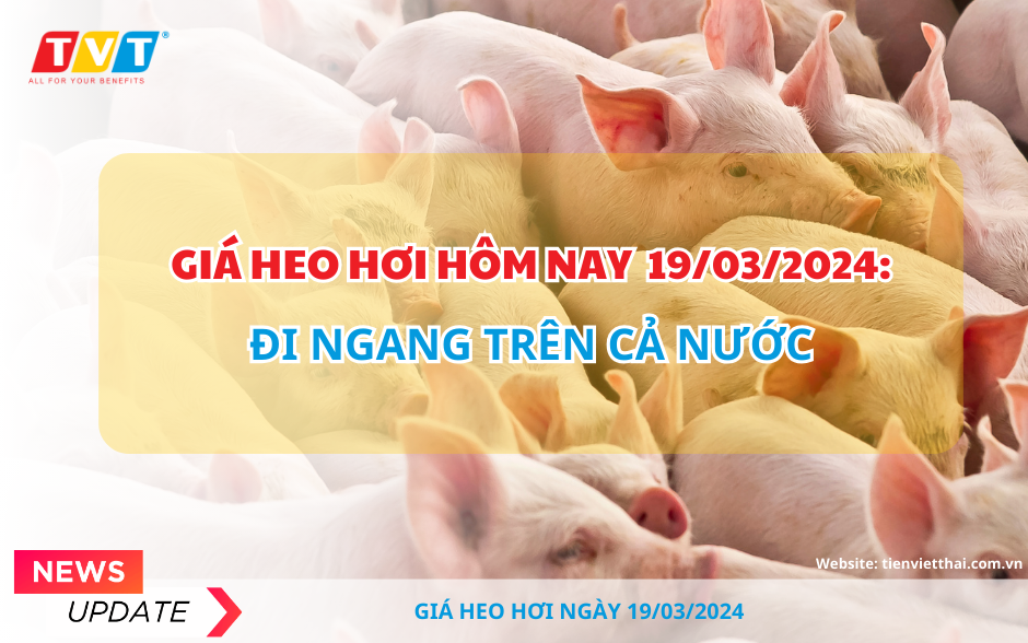 Giá heo hơi hôm nay 19/3/2024: Đi ngang trên cả nước