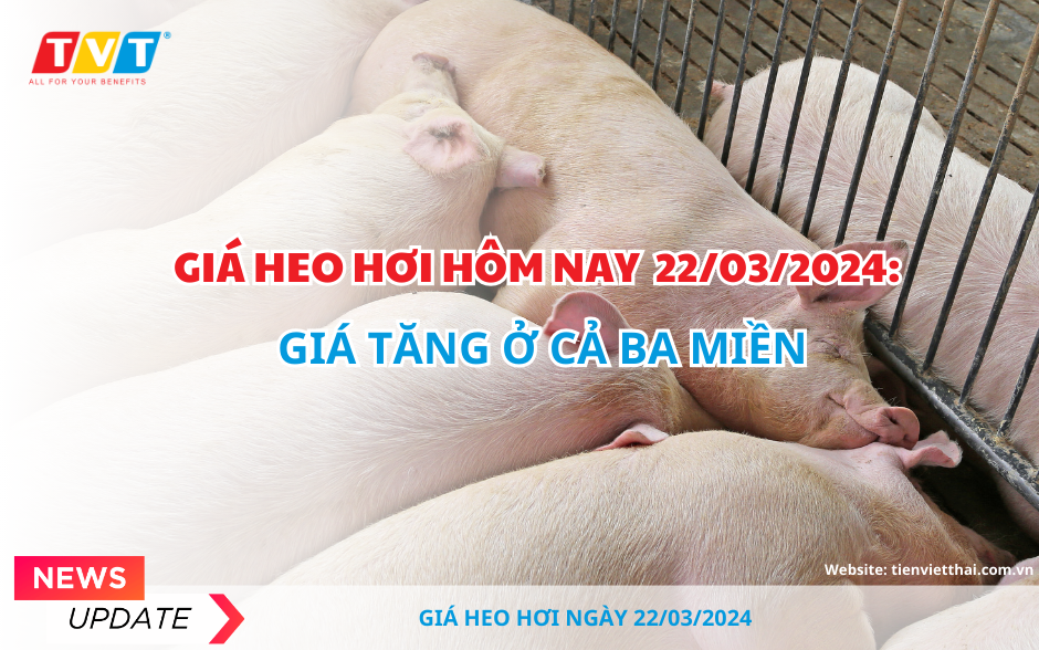 Giá heo hơi hôm nay 22/3: Giá tăng ở cả ba miền