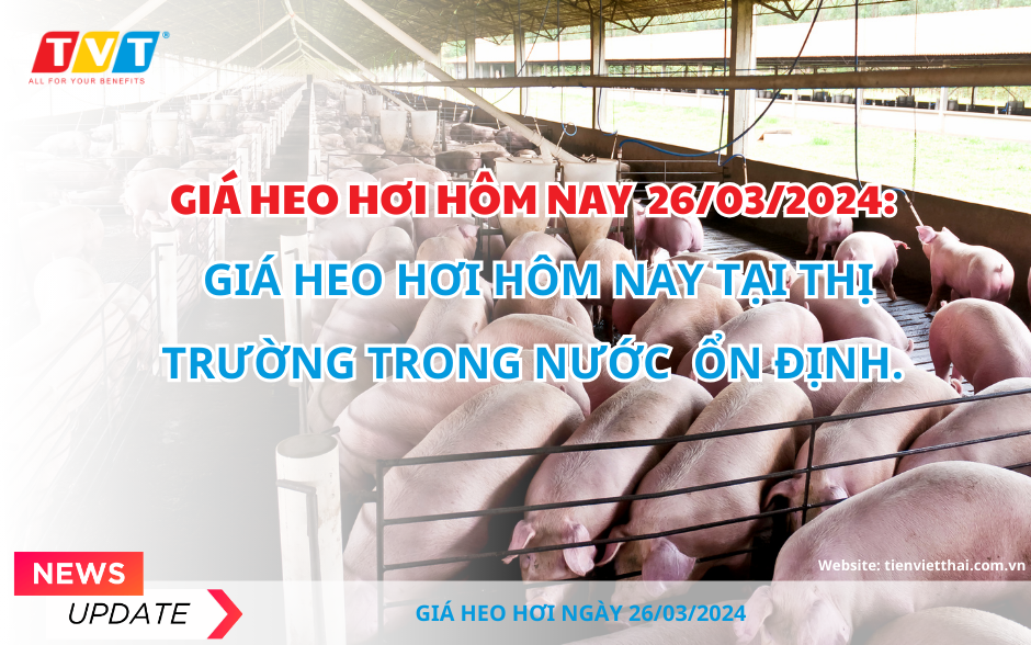 Giá heo hơi hôm nay 26/03 tại thị trường trong nước ổn định.