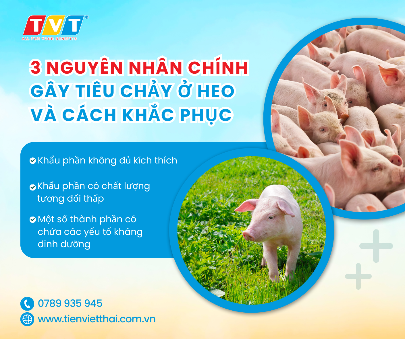 3 NGUYÊN NHÂN CHÍNH GÂY TIÊU CHẢY Ở HEO VÀ CÁCH KHẮC PHỤC