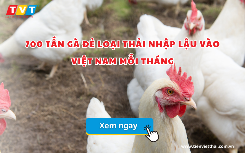 700 tấn gà đẻ loại thải nhập lậu vào Việt Nam mỗi tháng