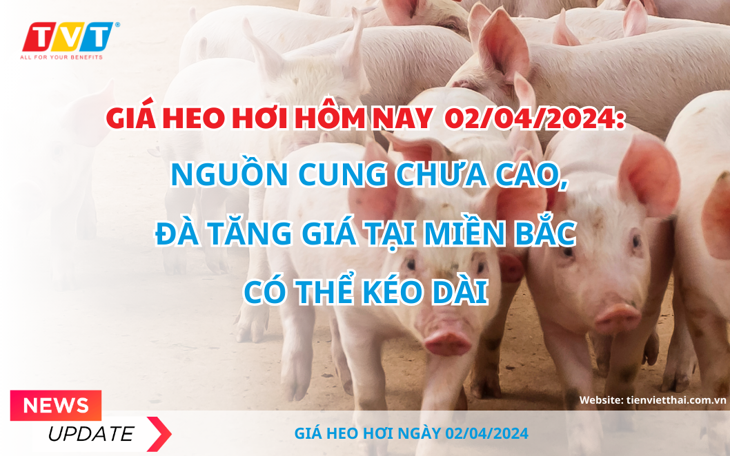 Giá heo hơi hôm nay 02/4: Nguồn cung chưa cao, đà tăng giá tại miền Bắc có thể kéo dài