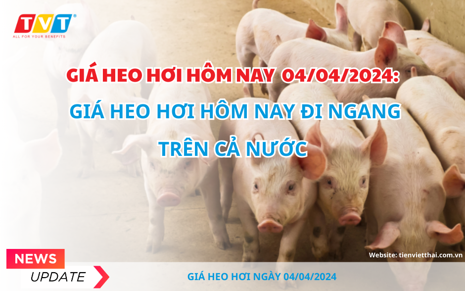 Giá heo hơi hôm nay đi ngang trên cả nước. Với giá bán hiện tại, nhìn chung người chăn nuôi đang có lãi khoảng 10% giá bán hiện nay.