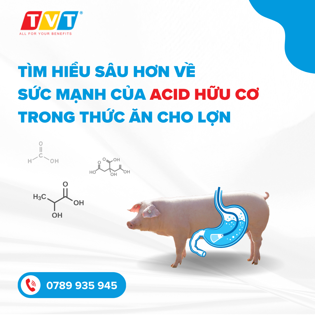 TÌM HIỂU SÂU HƠN VỀ SỨC MẠNH CỦA ACID HỮU CƠ TRONG THỨC ĂN CHO LỢN