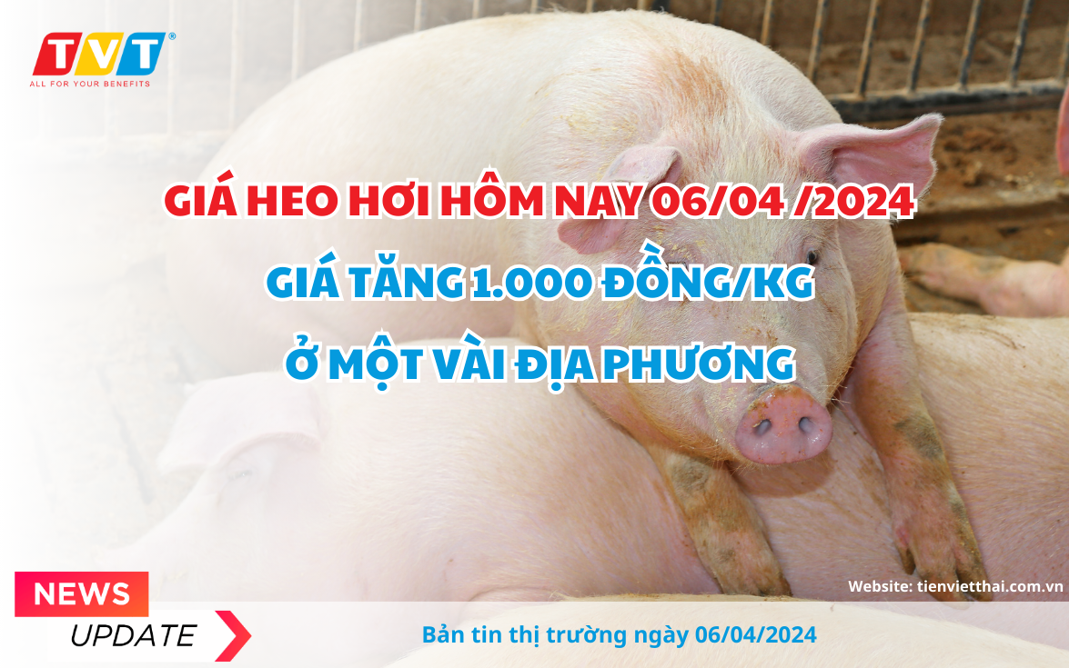 Giá heo hơi hôm nay (6/4) tăng rải rác 1.000 đồng/kg