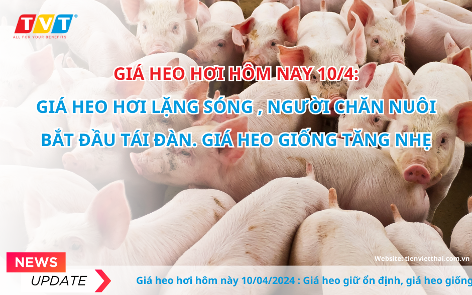 Giá heo hơi hôm nay 10/4: Giá heo hơi lặng sóng; giá heo giống tăng nhẹ