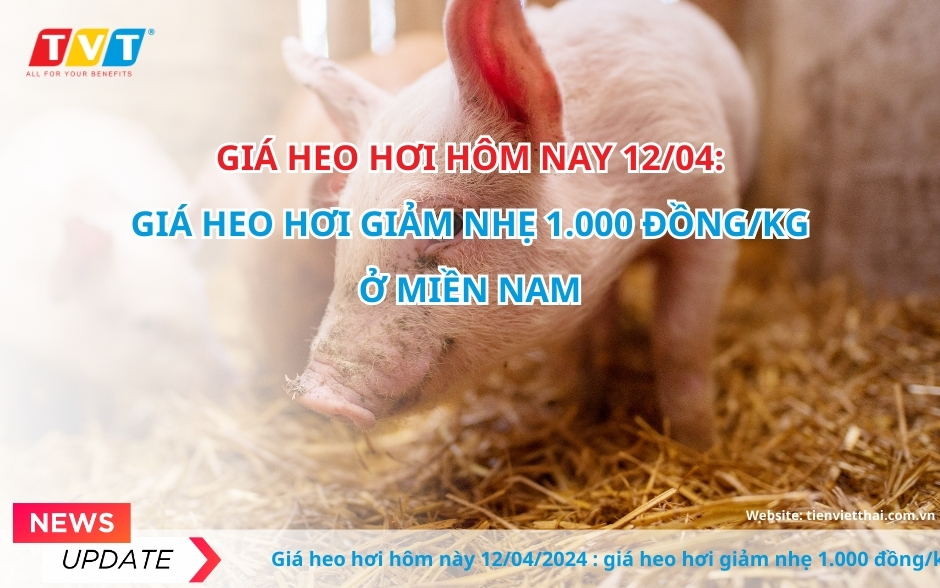 Ngày 12/4, giá heo hơi giảm nhẹ 1.000 đồng/kg ở miền Nam