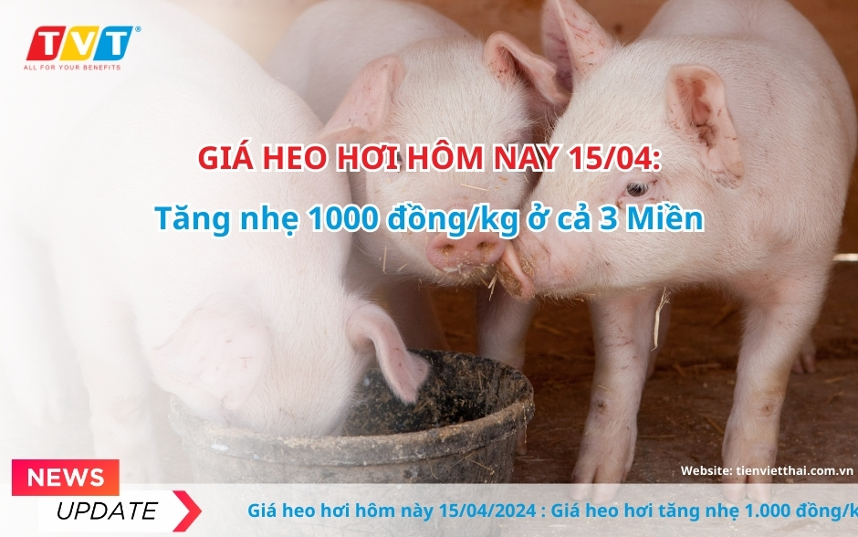 Giá heo hơi hôm nay tại 3 Miền tăng nhẹ 1000 đồng/kg