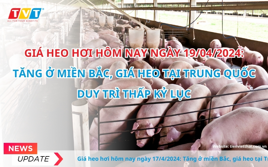 Giá heo hơi hôm nay 19/4: Tăng ở miền Bắc, giá heo tại Trung Quốc duy trì thấp kỷ lục