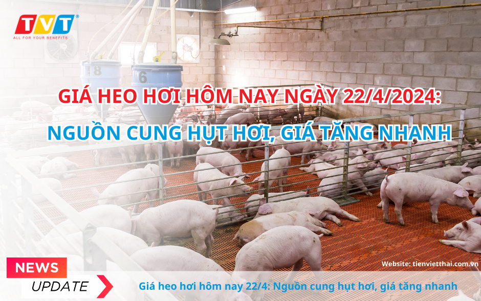 Giá heo hơi hôm nay 22/4: Giá tăng nhanh