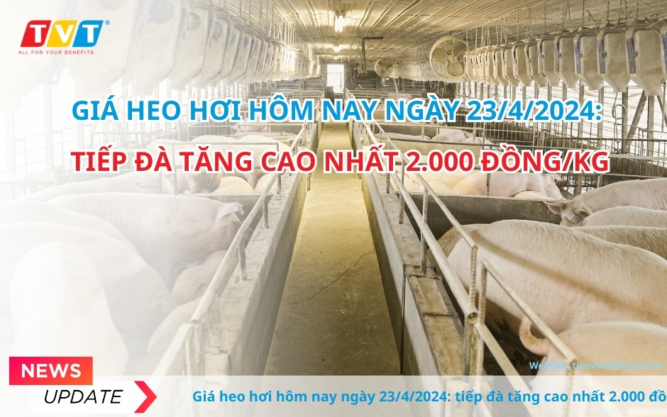 Giá heo hơi hôm nay ngày 23/4/2024, tiếp đà tăng cao nhất 2.000 đồng/kg