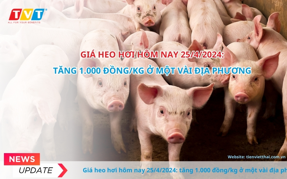 Giá heo hơi hôm nay 25/4/2024, tăng 1.000 đồng/kg ở một vài địa phương