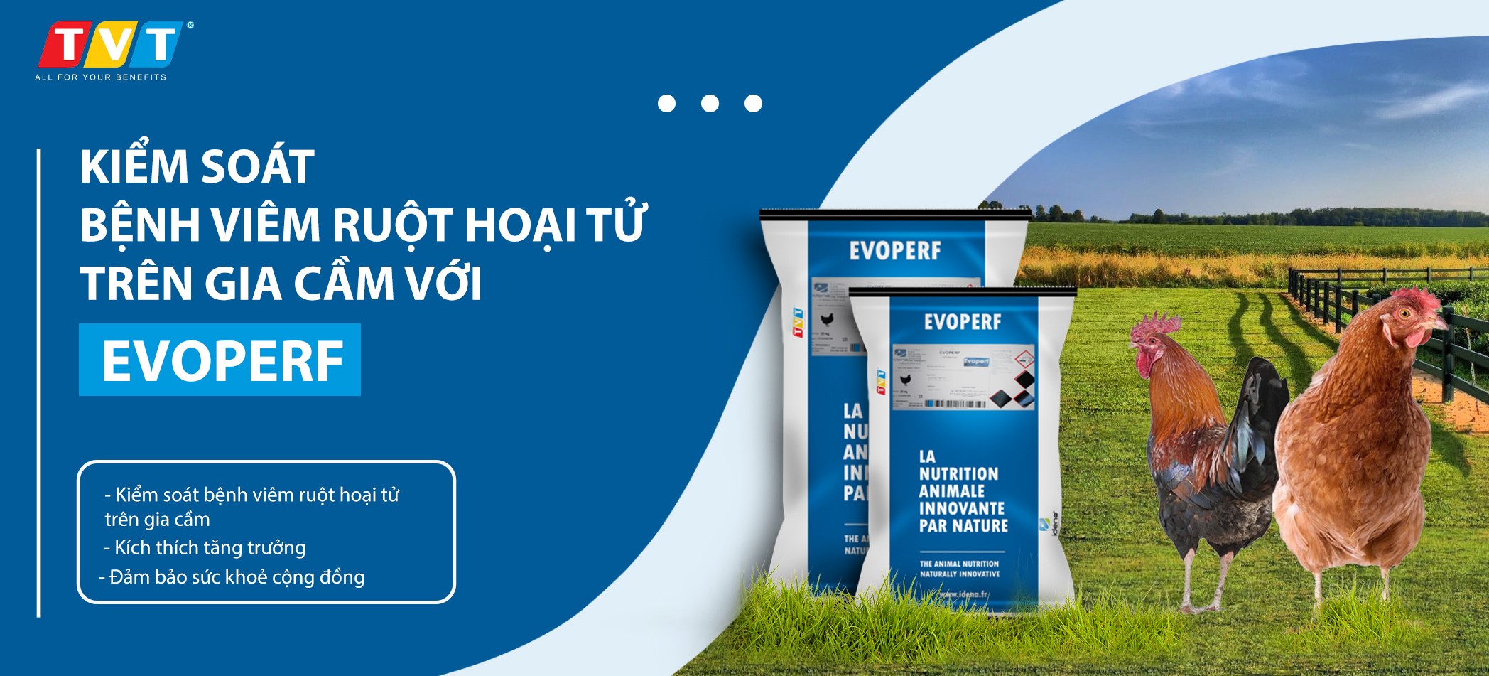 EVOPERF - GIẢI PHÁP  GIÚP KIỂM SOÁT BỆNH VIÊM RUỘT HOẠI TỬ VÀ KÍCH THÍCH SINH TRƯỞNG TRÊN GIA CẦM