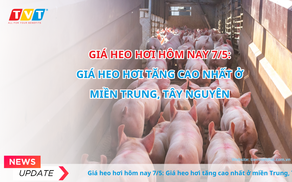 Giá heo hơi hôm nay 7/5: Giá heo hơi tăng cao nhất ở miền Trung, Tây Nguyên