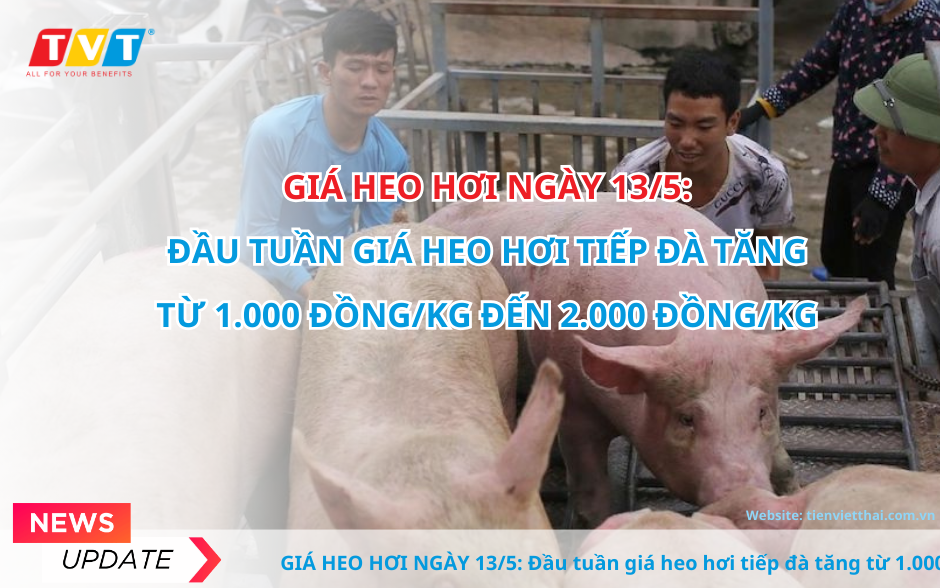 Giá heo hơi ngày 13/5:  Giá heo hơi tiếp đà tăng từ 1.000 đồng/kg đến 2.000 đồng/kg