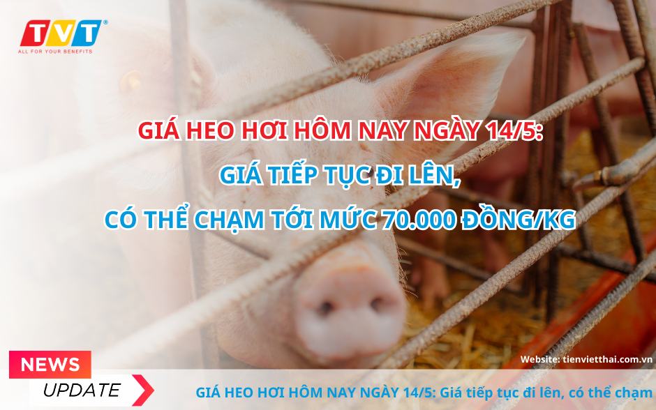 Giá heo hơi hôm nay 14/5 : Giá tiếp tục đi lên, có thể chạm tới mức 70.000 đồng/kg