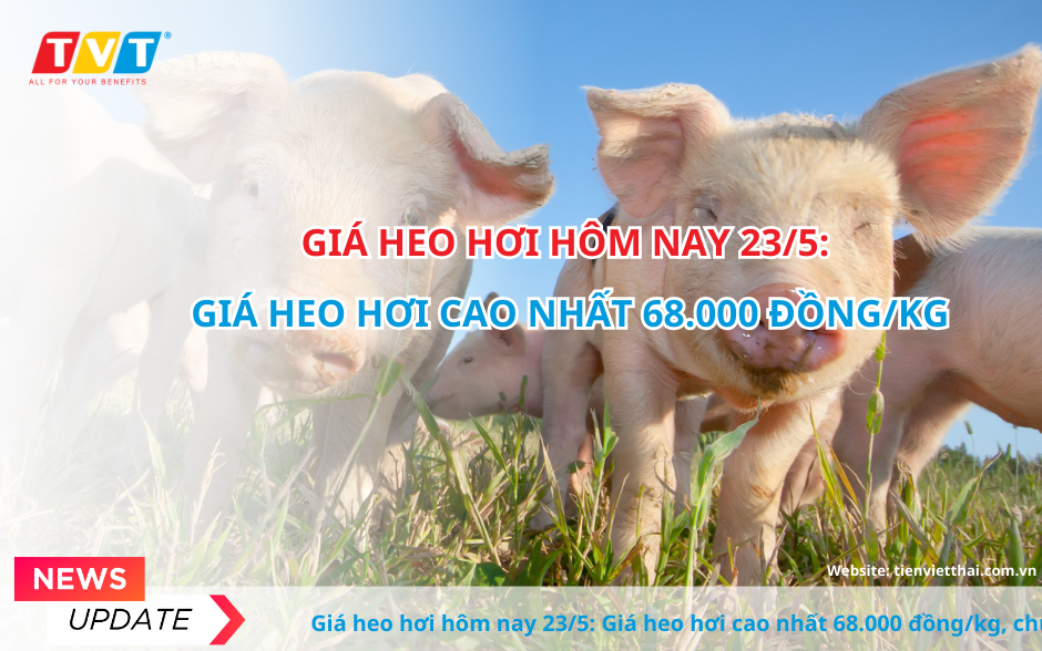 Giá heo hơi hôm nay 23/5: Giá heo hơi cao nhất 68.000 đồng/kg