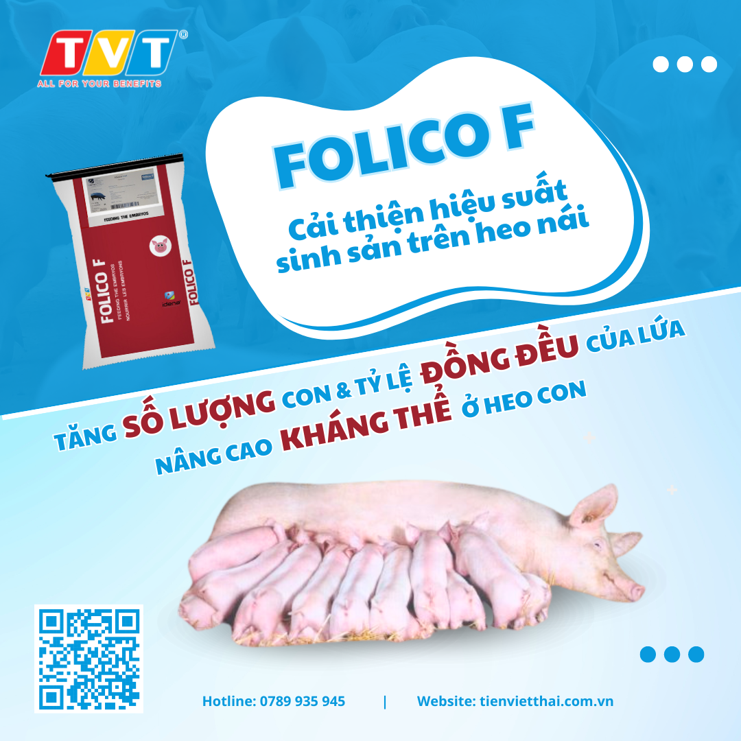 FOLICO F - CẢI THIỆN HIỆU SUẤT SINH SẢN TRÊN HEO NÁI