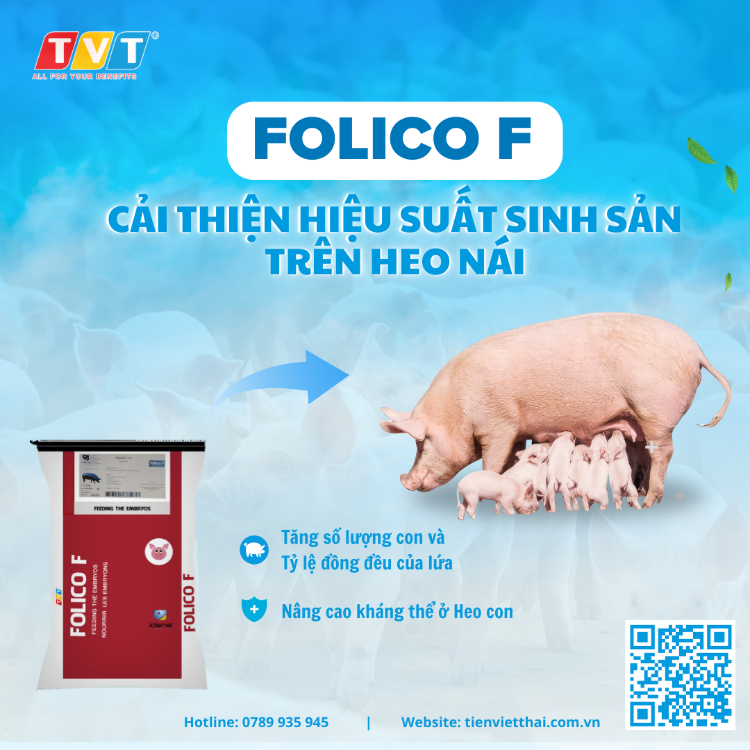 FOLICO F - CẢI THIỆN HIỆU SUẤT SINH SẢN TRÊN HEO NÁI