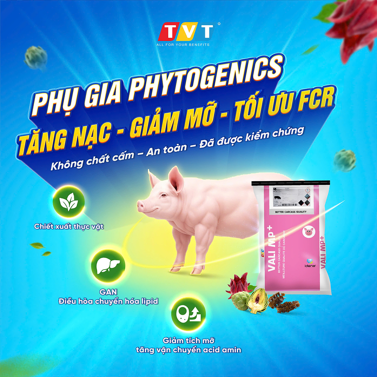 VALI MP+ – TĂNG NẠC, GIẢM MỠ – NÂNG TẦM CHẤT LƯỢNG THỊT HEO