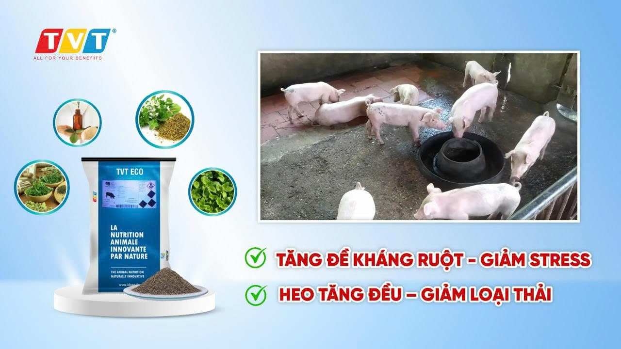 Mưa nhiều – ẩm thấp – vi khuẩn E. coli dễ bùng phát
