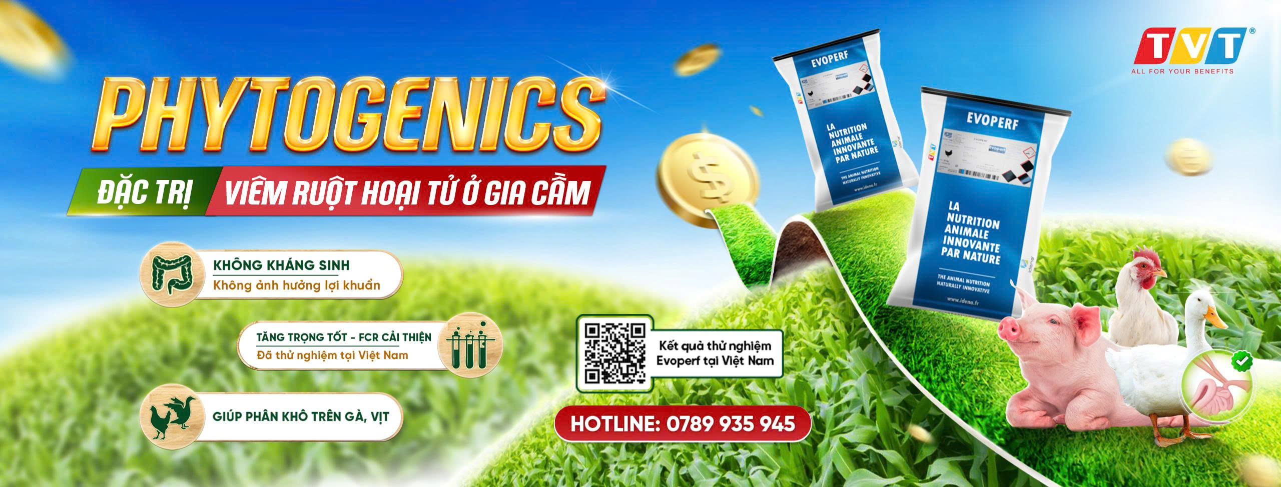 CẤM KHÁNG SINH TĂNG TRƯỞNG NHƯNG VIÊM RUỘT HOẠI TỬ CHƯA ĐƯỢC KIỂM SOÁT? EVOPERF MANG ĐẾN GIẢI PHÁP