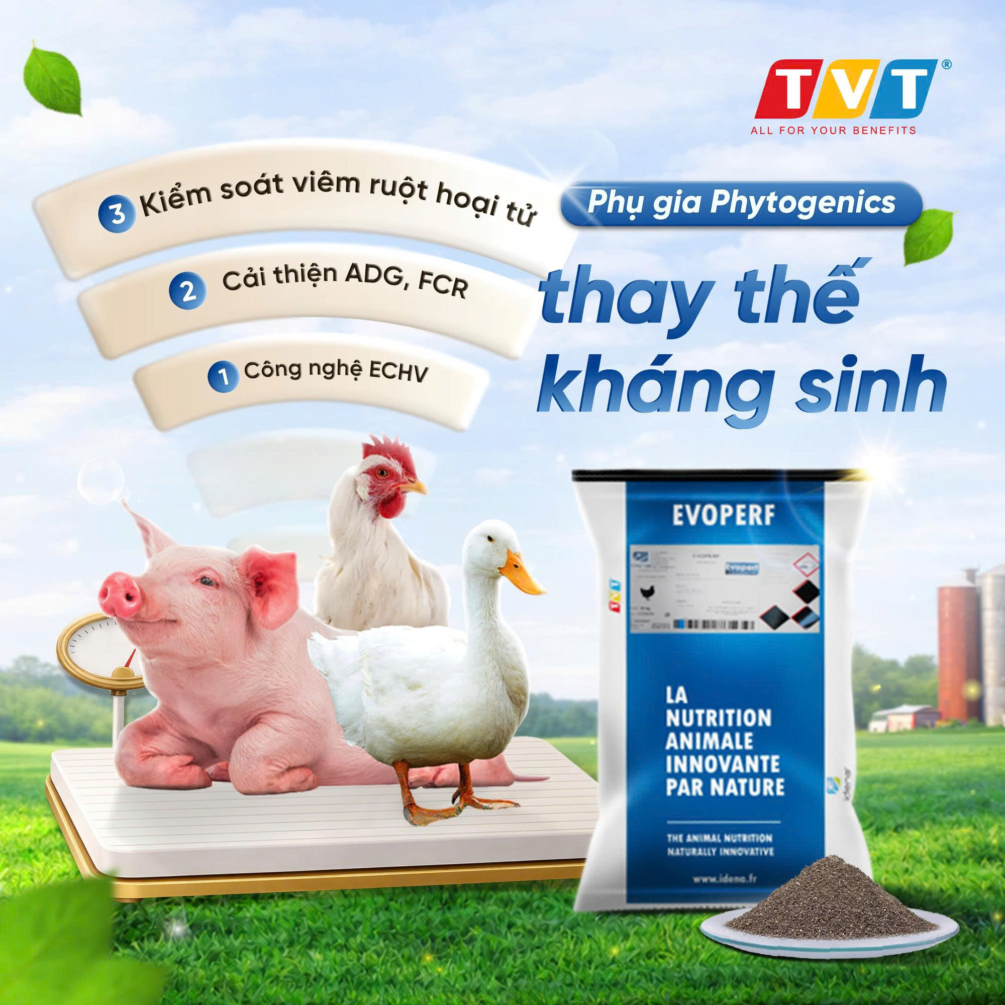 EVOPERF – GIẢI PHÁP TOÀN DIỆN CHO CHIẾN LƯỢC KHÔNG KHÁNG SINH 2026