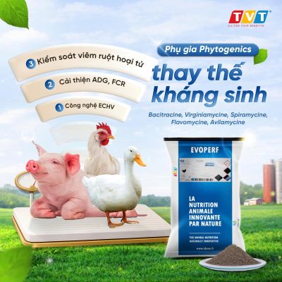 EVOPERF – GIẢI PHÁP TOÀN DIỆN CHO CHIẾN LƯỢC KHÔNG KHÁNG SINH 2026