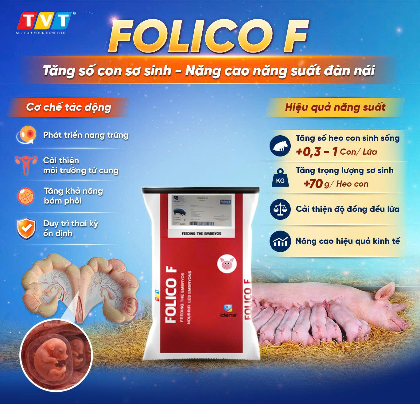 FOLICO F – GIẢI PHÁP DINH DƯỠNG HỖ TRỢ PHÁT TRIỂN PHÔI VÀ NÂNG CAO HIỆU QUẢ SINH SẢN Ở HEO NÁI