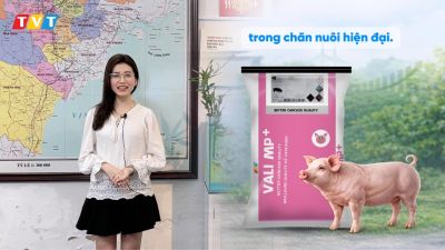 VALI MP+ – Giải pháp Phytogenics tối ưu chuyển hóa, tăng tỷ lệ nạc và cải thiện FCR trên heo thịt