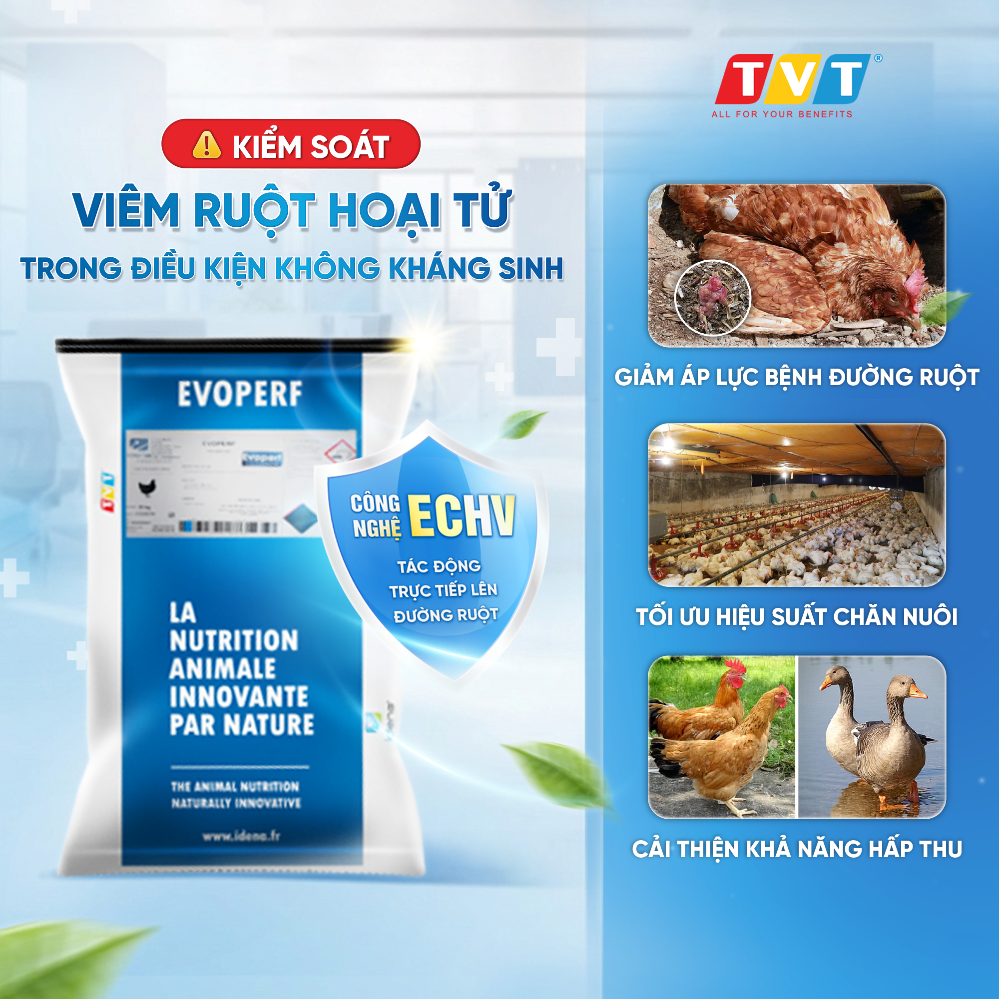 EVOPERF – Giải pháp kiểm soát viêm ruột hoại tử không kháng sinh trong chăn nuôi hiện đạ