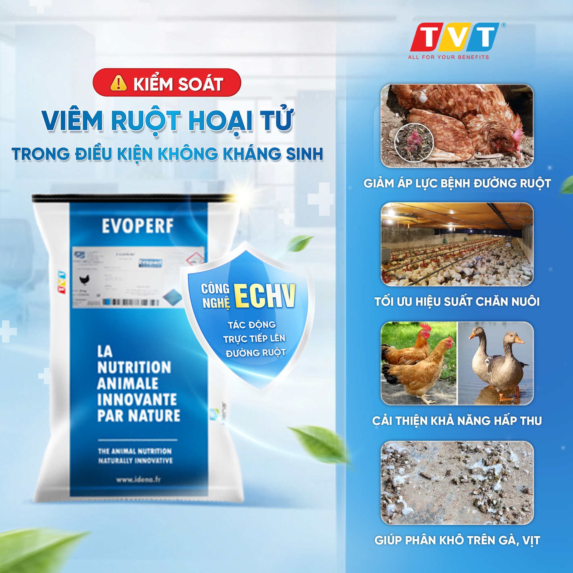 EVOPERF – Giải pháp kiểm soát viêm ruột hoại tử không kháng sinh trong chăn nuôi hiện đại
