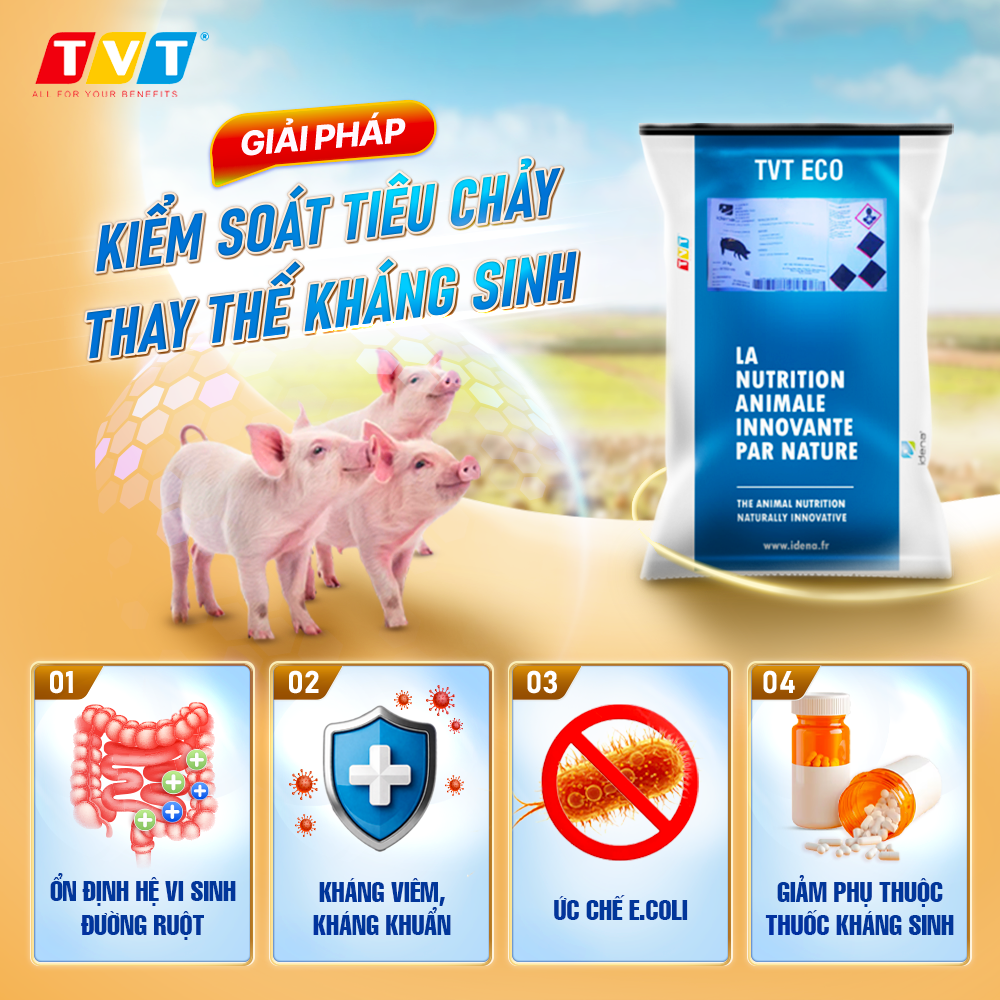 TVT ECO – Giải pháp hỗ trợ kiểm soát tiêu chảy, giảm phụ thuộc kháng sinh ở heo con