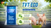 TVT ECO – Giải Pháp Phytogenics Kiểm Soát E.coli Thay Thế Kháng Sinh
