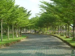 Cây bàng đài loan H=4-6m ĐK = 18-20cm