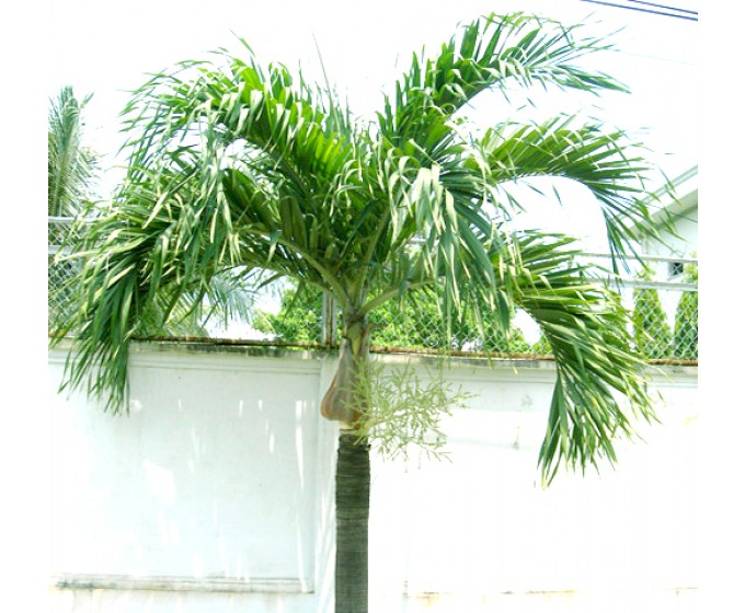 Cây cau trắng, H=4-6m