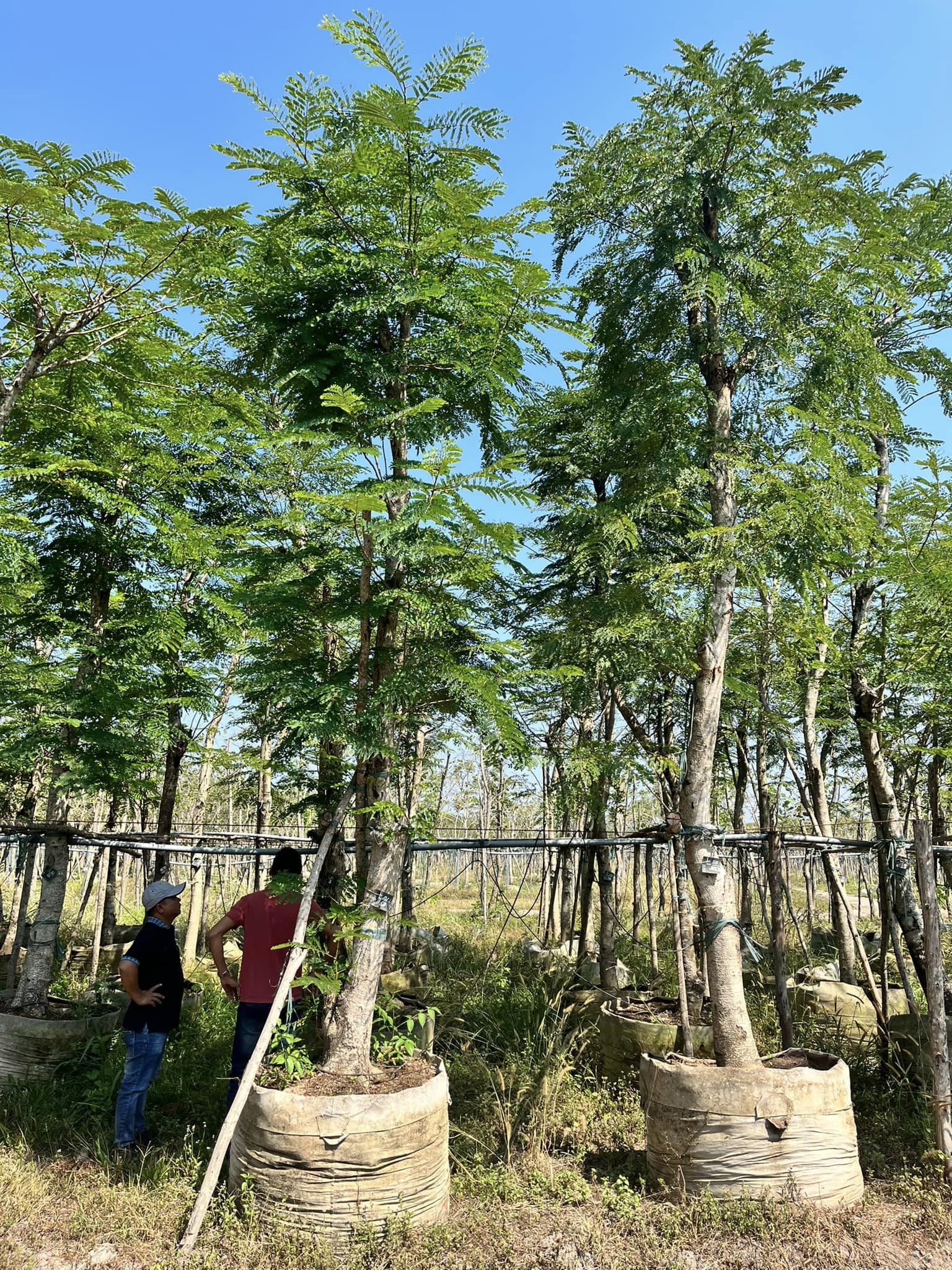 Cây lim xẹt, H=4-6m, ĐK=17-20cm