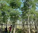 cay-lim-xet