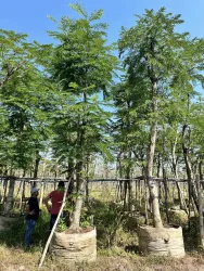 Cây lim xẹt, H=4-6m, ĐK=17-20cm