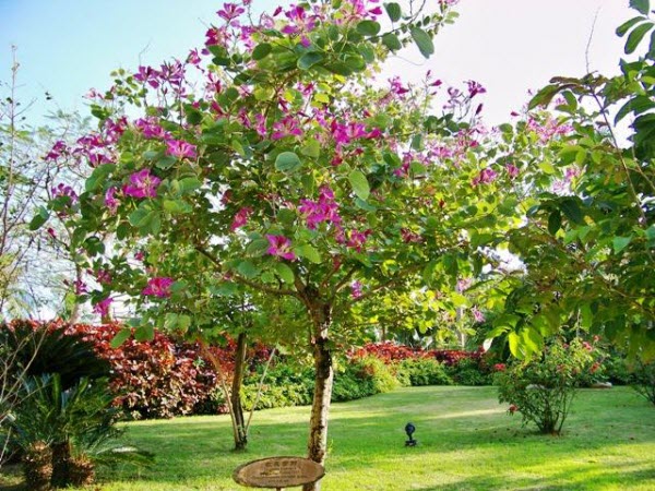 Cây móng bò tím, H=4-6m, ĐK= 15-20cm