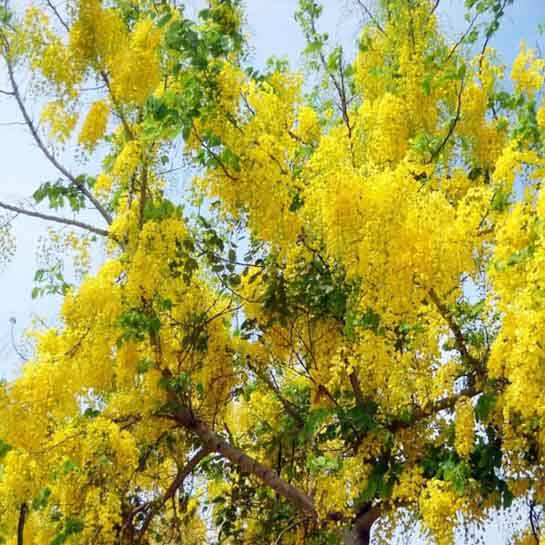 Cây muồng hoàng yến, H=4-6m, ĐK= 15-20cm