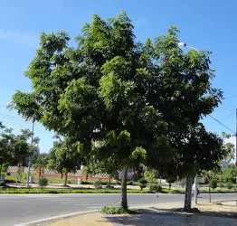 Cây sao đen, H=4-6m, ĐK= 15-20cm